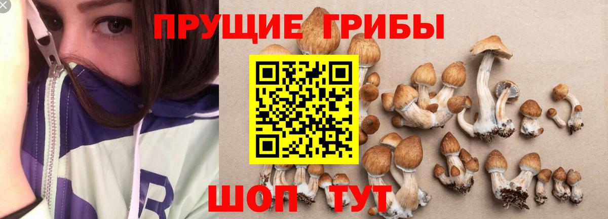 Галлюциногенные грибы Cubensis Строитель